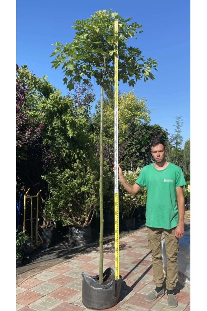 Клен псевдоплатоновый Бриллиантиссимум - 50л/вис.300-320см/Ø60-80см/ШТАМБ 220см/обхват 10-12см